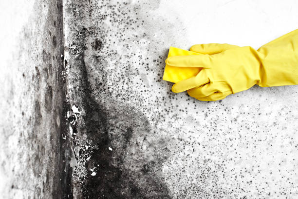 Best Biohazard Mold Removal  in Hayward, WI