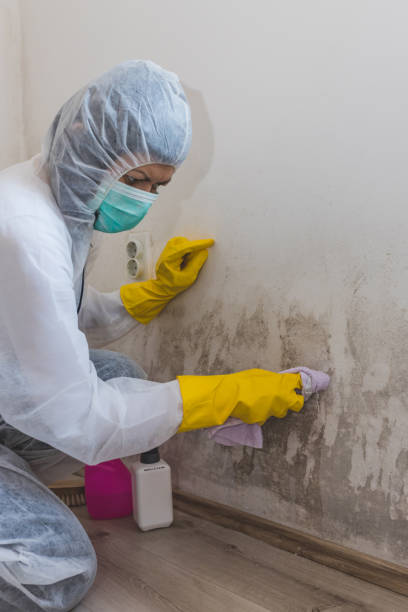Best Mold-Related Health Consultation  in Hayward, WI