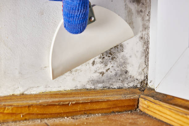 Best Water Damage & Mold Remediation  in Hayward, WI